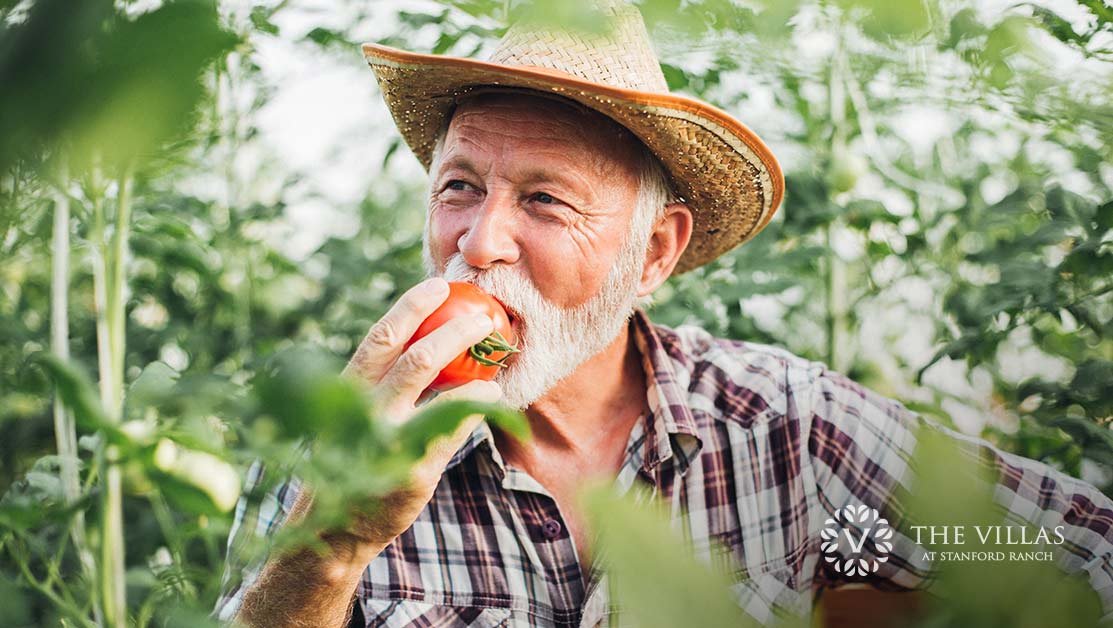 A senior man bites into a fresh tomato.